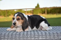 Denali, a male Beagle for sale in Dade City, FL – 8 of 9