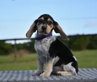 Lyra, a female Beagle for sale in Dade City, FL – 2 of 9