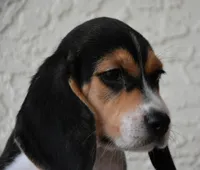 Gunner, a male Beagle for sale in Dade City, FL – 6 of 9