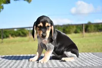 Vega, a female Beagle for sale in Dade City, FL – 4 of 6