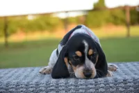 Yukon, a male Beagle for sale in Dade City, FL – 3 of 9