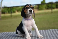 Nova, a female Beagle for sale in Dade City, FL – 5 of 8