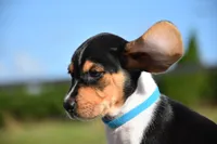 Atlas, a male Beagle for sale in Dade City, FL – 4 of 8