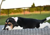 Aurora, a female Beagle for sale in Dade City, FL – 7 of 7