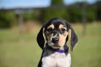 Lyra, a female Beagle for sale in Dade City, FL – 8 of 9