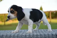 Juneau, a female Beagle for sale in Dade City, FL – 2 of 8