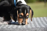 Atlas, a male Beagle for sale in Dade City, FL – 7 of 8