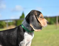 Apollo, a male Beagle for sale in Dade City, FL – 3 of 9