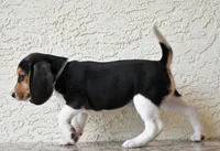 Ranger, a male Beagle for sale in Dade City, FL – 8 of 10