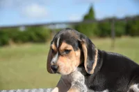 Apollo, a male Beagle for sale in Dade City, FL – 5 of 9