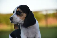 Juneau, a female Beagle for sale in Dade City, FL – 5 of 8