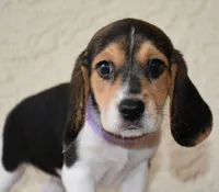 Tilly, a female Beagle for sale in Dade City, FL – 8 of 9