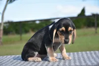 Vega, a female Beagle for sale in Dade City, FL – 6 of 6
