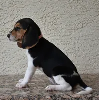 Cheyenne, a female Beagle for sale in Dade City, FL – 6 of 8