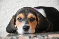 Tilly, a female Beagle for sale in Dade City, FL – 3 of 9