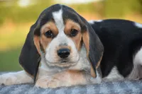 Denali, a male Beagle for sale in Dade City, FL – 3 of 9
