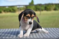 Vesper, a female Beagle for sale in Dade City, FL – 8 of 8