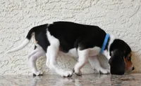Gunner, a male Beagle for sale in Dade City, FL – 9 of 9