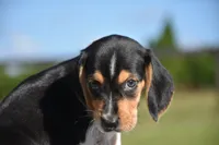 Atlas, a male Beagle for sale in Dade City, FL – 6 of 8