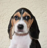 Gunner, a male Beagle for sale in Dade City, FL – 2 of 9