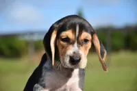 Apollo, a male Beagle for sale in Dade City, FL – 8 of 9