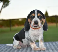Hatcher, a male Beagle for sale in Dade City, FL – 3 of 10