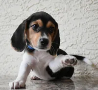 Benson, a male Beagle for sale in Dade City, FL – 6 of 9