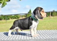 Apollo, a male Beagle for sale in Dade City, FL – 9 of 9