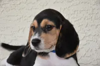 Benson, a male Beagle for sale in Dade City, FL – 2 of 9