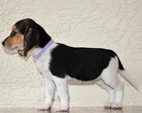 Tilly, a female Beagle for sale in Dade City, FL – 9 of 9