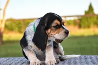 Koda, a male Beagle for sale in Dade City, FL – 3 of 8