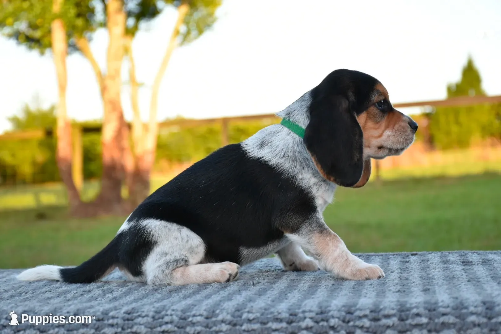 Koda, a male Beagle for sale in Dade City, FL – 2 of 8