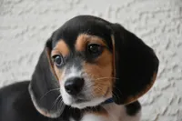 Benson, a male Beagle for sale in Dade City, FL – 8 of 9