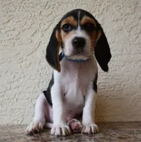 Gunner, a male Beagle for sale in Dade City, FL – 4 of 9