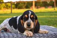 Yukon, a male Beagle for sale in Dade City, FL – 7 of 9
