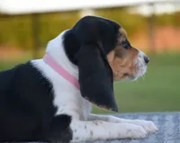 Aurora, a female Beagle for sale in Dade City, FL – 5 of 7