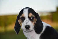 Juneau, a female Beagle for sale in Dade City, FL – 8 of 8