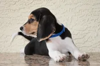 Benson, a male Beagle for sale in Dade City, FL – 4 of 9
