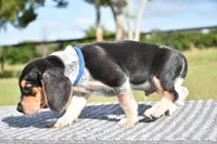 Orion, a male Beagle for sale in Dade City, FL – 8 of 8