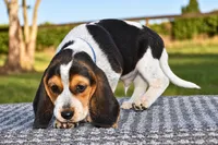 Denali, a male Beagle for sale in Dade City, FL – 9 of 9