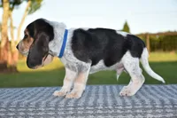 Denali, a male Beagle for sale in Dade City, FL – 4 of 9