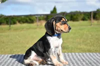 Orion, a male Beagle for sale in Dade City, FL – 5 of 8