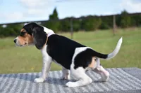 Nova, a female Beagle for sale in Dade City, FL – 7 of 8