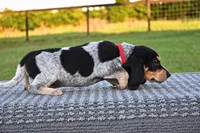 Yukon, a male Beagle for sale in Dade City, FL – 4 of 9