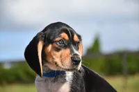 Orion, a male Beagle for sale in Dade City, FL – 7 of 8