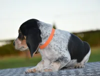 Hatcher, a male Beagle for sale in Dade City, FL – 6 of 10