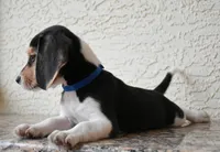 Benson, a male Beagle for sale in Dade City, FL – 9 of 9