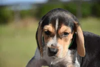 Apollo, a male Beagle for sale in Dade City, FL – 7 of 9