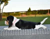 Aurora, a female Beagle for sale in Dade City, FL – 3 of 7