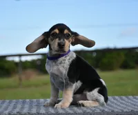 Lyra, a female Beagle for sale in Dade City, FL – 4 of 9